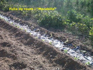 Fulla de roure i “Marabilla” 