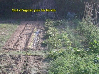 Set d’agost per la tarda 