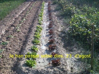 Ja han passat setse dies. 23  d’agost 