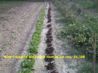 Vint-i-quatre dies amb només un rec. 31/08 