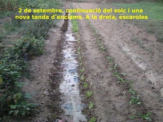 2 de setembre, continuació del solc i una  nova tanda d’enciams. A la dreta, escaroles 