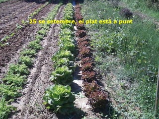 25 se setembre, el plat està a punt 