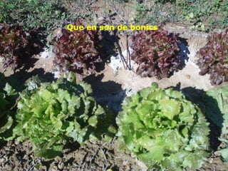 Que en son de bonics 