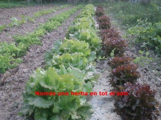 Només una herba en tot el solc 