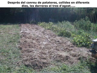 Després del conreu de patateres, collides en diferents dies, les darreres el tres d’agost..... 