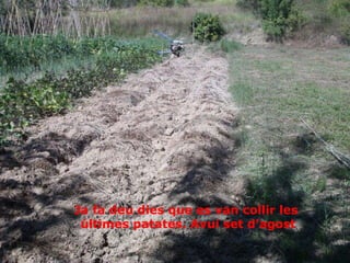 Ja fa deu dies que es van collir les  últimes patates. Avui set d’agost 