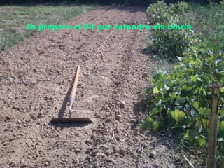 Es prepara el llit per estendre els diaris 