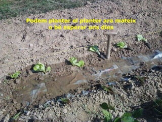 Podem plantar el planter ara mateix o bé esperar uns dies 