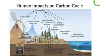 Climate Change = Global warming?
Human impacts on Carbon Cycle
 