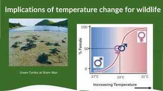 Implications of temperature change for wildlife
Green Turtles at Sham Wan
 