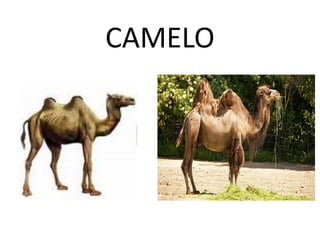CAMELO
 