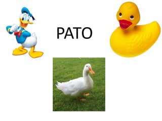 PATO
 