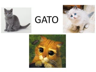 GATO
 