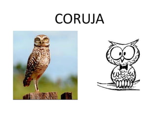 CORUJA
 