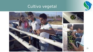15
Cultivo vegetal
 