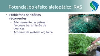 38
Potencial do efeito alelopático: RAS

Problemas sanitários
recorrentes
– Adensamento de peixes:
favorece transmissão de
doenças
– Acúmulo de matéria orgânica
 