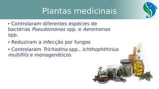 39
Plantas medicinais
✔ Controlaram diferentes espécies de
bactérias Pseudomonas spp. e Aeromonas
spp.
✔ Reduziram a infecção por fungos
✔ Controlaram Trichodina spp., Ichthophthirius
multifilis e monogenéticos
 
