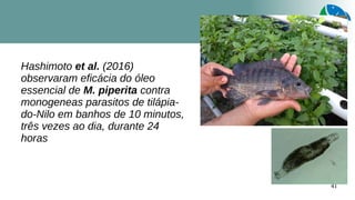 41
Hashimoto et al. (2016)
observaram eficácia do óleo
essencial de M. piperita contra
monogeneas parasitos de tilápia-
do-Nilo em banhos de 10 minutos,
três vezes ao dia, durante 24
horas
 