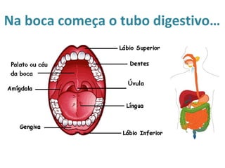 Na boca começa o tubo digestivo…
 