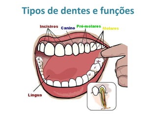 Tipos de dentes e funções
 