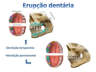 •Dentição   temporária

•Dentição permanente
 