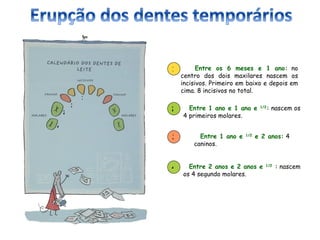1         Entre os 6 meses e 1 ano: no
                    centro dos dois maxilares nascem os
                    incisivos. Primeiro em baixo e depois em
                    cima. 8 incisivos no total.
            1
        3
                2     Entre 1 ano e 1 ano e      1/2
                                                       : nascem os
    2
                    4 primeiros molares.
4

                3         Entre 1 ano e   1/2
                                                e 2 anos: 4
                        caninos.


                4     Entre 2 anos e 2 anos e      1/2
                                                         : nascem
                    os 4 segundo molares.
 