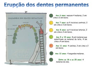 1      Aos 6 anos: nascem 4 molares, 2 em
                    cima e 2 em baixo.

                2     Aos 7 anos: os 4 incisivos centrais, 2
                    em cima e 2 em baixo.

            2
        5 3            Aos 8 anos: os 4 incisivos laterais, 2
    4           3
                     em cima e 2 em baixo.
    1
                4      Aos 9 e 10 anos: 8 pré-molares que
6                    substituem os molares de leite, 4 em
                     cima e 4 em baixo.
7

                5     Aos 11 anos: 4 caninos, 2 em cima e 2
                      em baixo.


                6     Aos 12 anos: 4 segundos molares.


                7        Entre os 18 e os 25 anos: 4
                       molares do siso.
 