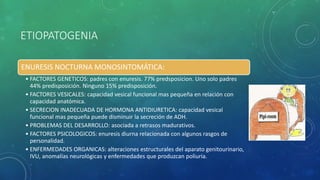 ETIOPATOGENIA
ENURESIS NOCTURNA MONOSINTOMÁTICA:
• FACTORES GENETICOS: padres con enuresis. 77% predsposicion. Uno solo padres
44% predisposición. Ninguno 15% predisposición.
• FACTORES VESICALES: capacidad vesical funcional mas pequeña en relación con
capacidad anatómica.
• SECRECION INADECUADA DE HORMONA ANTIDIURETICA: capacidad vesical
funcional mas pequeña puede disminuir la secreción de ADH.
• PROBLEMAS DEL DESARROLLO: asociada a retrasos madurativos.
• FACTORES PSICOLOGICOS: enuresis diurna relacionada con algunos rasgos de
personalidad.
• ENFERMEDADES ORGANICAS: alteraciones estructurales del aparato genitourinario,
IVU, anomalías neurológicas y enfermedades que produzcan poliuria.
 