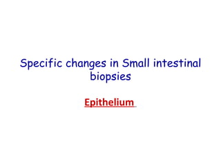 Specific changes in Small intestinal
biopsies
Epithelium

 