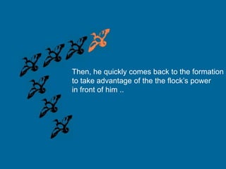 Then, he quickly comes back to the formation
to take advantage of the the flock’s power
in front of him ..

 