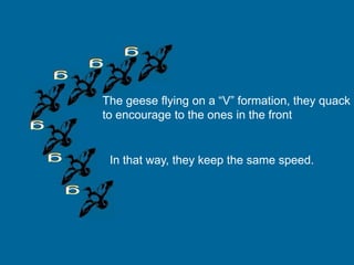 The geese flying on a “V” formation, they quack
to encourage to the ones in the front.

In that way, they keep the same speed.

 