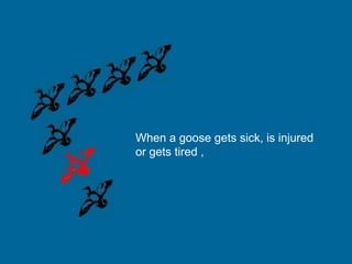 When a goose gets sick, is injured
or gets tired ,

 