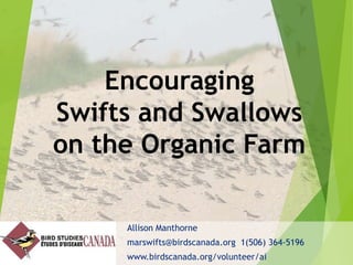 Encouraging
Swifts and Swallows
on the Organic Farm
Allison Manthorne
marswifts@birdscanada.org 1(506) 364-5196
www.birdscanada.org/volunteer/ai
 