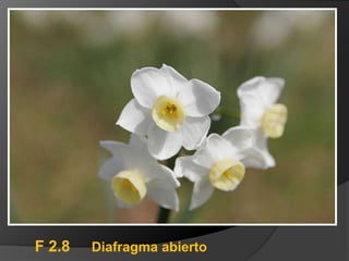 F 2.8   Diafragma abierto
 