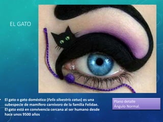 EL GATO
• El gato o gato doméstico (Felis silvestris catus) es una
subespecie de mamífero carnívoro de la familia Felidae.
El gato está en convivencia cercana al ser humano desde
hace unos 9500 años
Plano detalle
Ángulo Normal.
 