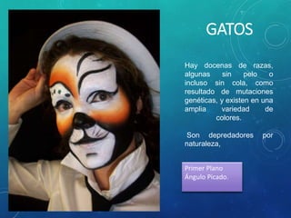 GATOS
Hay docenas de razas,
algunas sin pelo o
incluso sin cola, como
resultado de mutaciones
genéticas, y existen en una
amplia variedad de
colores.
Son depredadores por
naturaleza,
Primer Plano
Ángulo Picado.
 