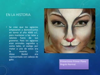 EN LA HISTORIA
• Se cree que los egipcios
empezaron a domesticarlos
en torno al año 4000 a.C.
para mantener a las ratas y
ratones fuera de sus
graneros. Para los egipcios
eran animales sagrados y,
como tales, el castigo por
matar a uno de estos era
la muerte. La
diosa Bastet era
representada con cabeza de
gato.
Primerísimo Primer Plano
Ángulo Normal.
 