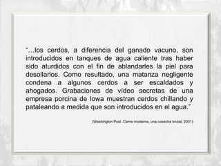 “…los cerdos, a diferencia del ganado vacuno, son
introducidos en tanques de agua caliente tras haber
sido aturdidos con el fin de ablandarles la piel para
desollarlos. Como resultado, una matanza negligente
condena a algunos cerdos a ser escaldados y
ahogados. Grabaciones de vídeo secretas de una
empresa porcina de Iowa muestran cerdos chillando y
pataleando a medida que son introducidos en el agua.”
(Washington Post. Carne moderna, una cosecha brutal, 2001)
 