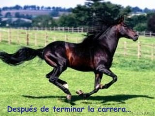 Después de terminar la carrera…  