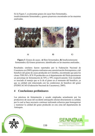 110
En la Figura 3, se presentan granos de cacao bien fermentados,
insuficientemente fermentados y granos pizarrosos encontrados en las muestras
analizadas.
A) B) C)
Figura 3: Granos de cacao. A) Bien fermentados; B) Insuficientemente
fermentados; C) Granos pizarrosos; identificados en las muestras analizadas.
Resultados similares fueron reportados por la Federación Nacional de
Cacaoteros en (2005) quienes realizaron una caracterización fisicoquímica y del
beneficio del grano de cacao producido en Colombia, encontrando que para los
clones TSH-565 e ICS-39 producidos en el departamento del Huila presentaron
un porcentaje de fermentación de 54% y 59% respectivamente. Este resultado
es asociado al manejo que se le da al grano en el momento del beneficio, ya
que su calidad está relacionada con las condiciones de beneficio del grano
(FEDECACAO (Federación Nacional de Cacaoteros), 2005).
4	 Conclusiones preliminares
Las prácticas de fermentación y secado empleadas actualmente por los
productores de cacao del occidente antioqueño afectan directamente su calidad,
por lo cual se hace necesario continuar realizando esfuerzos para homogenizar
y mantener la calidad del grano producido en esta zona del departamento de
Antioquia.
 