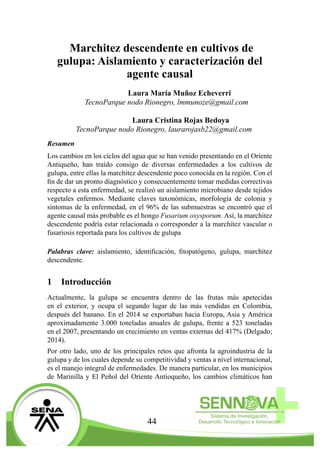 44
Marchitez descendente en cultivos de
gulupa: Aislamiento y caracterización del
agente causal
Laura María Muñoz Echeverri
TecnoParque nodo Rionegro, lmmunoze@gmail.com
Laura Cristina Rojas Bedoya
TecnoParque nodo Rionegro, laurarojasb22@gmail.com
Resumen
Los cambios en los ciclos del agua que se han venido presentando en el Oriente
Antiqueño, han traído consigo de diversas enfermedades a los cultivos de
gulupa, entre ellas la marchitez descendente poco conocida en la región. Con el
fin de dar un pronto diagnóstico y consecuentemente tomar medidas correctivas
respecto a esta enfermedad, se realizó un aislamiento microbiano desde tejidos
vegetales enfermos. Mediante claves taxonómicas, morfología de colonia y
síntomas de la enfermedad, en el 96% de las submuestras se encontró que el
agente causal más probable es el hongo Fusarium oxysporum. Así, la marchitez
descendente podría estar relacionada o corresponder a la marchitez vascular o
fusariosis reportada para los cultivos de gulupa
Palabras clave: aislamiento, identificación, fitopatógeno, gulupa, marchitez
descendente.
1	 Introducción
Actualmente, la gulupa se encuentra dentro de las frutas más apetecidas
en el exterior, y ocupa el segundo lugar de las más vendidas en Colombia,
después del banano. En el 2014 se exportaban hacia Europa, Asia y América
aproximadamente 3.000 toneladas anuales de gulupa, frente a 523 toneladas
en el 2007, presentando un crecimiento en ventas externas del 417% (Delgado;
2014).
Por otro lado, uno de los principales retos que afronta la agroindustria de la
gulupa y de los cuales depende su competitividad y ventas a nivel internacional,
es el manejo integral de enfermedades. De manera particular, en los municipios
de Marinilla y El Peñol del Oriente Antioqueño, los cambios climáticos han
 