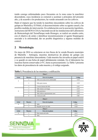 45
traído consigo enfermedades poco frecuentes en la zona como la marchitez
descendente, cuya incidencia se comenzó a acentuar a principios del presente
año, y de acuerdo a los productores, ha venido arrasando con los cultivos.
Dado el impacto que ha tenido la marchitez descendente sobre los cultivos de
gulupa en Marinilla y El Peñol, el desconocimiento sobre su agente causal y las
posibles medidas de intervención. En colaboración con la asociación Agrofenix,
instructores del SENA-CIAAy haciendo uso de las instalaciones del Laboratorio
de Biotecnología del TecnoParque nodo Rionegro, se realizó un estudio corto,
con el objetivo de aislar e identificar taxonómicamente el agente fitopatogeno
asociado a la enfermedad, dar un posible diagnóstico y algunas medidas de
control.
2	Metodología
En mayo de 2016 se colectaron en tres fincas de la vereda Rosario municipio
de Marinilla - Antioquia, muestras destructivas de plantas de gulupa con
presencia de marchitez descendente. Cada muestra fue envuelta en papel estéril
y se guardó en una bolsa de papel debidamente rotulada. En el laboratorio las
muestras fueron conservadas a 4°C, hasta su procesamiento. La Tabla 1 presenta
los datos de procedencia de cada muestra y el código asignado.
Tabla 1. Procedencia de las muestras y codificación.
Finca 1
Árbol Muestra Parte de la planta Código
1
1 Tallo con avance de la enfermedad 111T
2 Tallo parte interna 112T
3 Corteza interna del tallo 113C
1 Tallo interno con hongo 121T
2 2 Tallo putrefacto 122T
3 Tallo inferior aparentemente sano 123T
4 Corteza de tallo 124C
Finca 2
Árbol Muestra Parte de la planta Código
1 1 Tallo 211T
2 Raspado interno de tallo 212Z
Finca 3
Árbol Muestra Parte de la planta Código
1 1 Parte interna del tallo 311T
1 Tallo 321T
 