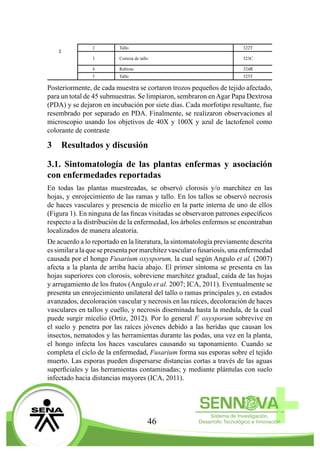 46
2
2 Tallo 322T
3 Corteza de tallo 323C
4 Rebrote 324R
5 Tallo 325T
Posteriormente, de cada muestra se cortaron trozos pequeños de tejido afectado,
para un total de 45 submuestras. Se limpiaron, sembraron enAgar Papa Dextrosa
(PDA) y se dejaron en incubación por siete días. Cada morfotipo resultante, fue
resembrado por separado en PDA. Finalmente, se realizaron observaciones al
microscopio usando los objetivos de 40X y 100X y azul de lactofenol como
colorante de contraste
3	 Resultados y discusión
3.1. Sintomatología de las plantas enfermas y asociación
con enfermedades reportadas
En todas las plantas muestreadas, se observó clorosis y/o marchitez en las
hojas, y enrojecimiento de las ramas y tallo. En los tallos se observó necrosis
de haces vasculares y presencia de micelio en la parte interna de uno de ellos
(Figura 1). En ninguna de las fincas visitadas se observaron patrones específicos
respecto a la distribución de la enfermedad, los árboles enfermos se encontraban
localizados de manera aleatoria.
De acuerdo a lo reportado en la literatura, la sintomatología previamente descrita
es similara la que se presenta por marchitezvascular o fusariosis, una enfermedad
causada por el hongo Fusarium oxysporum, la cual según Angulo et al. (2007)
afecta a la planta de arriba hacia abajo. El primer síntoma se presenta en las
hojas superiores con clorosis, sobreviene marchitez gradual, caída de las hojas
y arrugamiento de los frutos (Angulo et al. 2007; ICA, 2011). Eventualmente se
presenta un enrojecimiento unilateral del tallo o ramas principales y, en estados
avanzados, decoloración vascular y necrosis en las raíces, decoloración de haces
vasculares en tallos y cuello, y necrosis diseminada hasta la medula, de la cual
puede surgir micelio (Ortiz, 2012). Por lo general F. oxysporum sobrevive en
el suelo y penetra por las raíces jóvenes debido a las heridas que causan los
insectos, nematodos y las herramientas durante las podas, una vez en la planta,
el hongo infecta los haces vasculares causando su taponamiento. Cuando se
completa el ciclo de la enfermedad, Fusarium forma sus esporas sobre el tejido
muerto. Las esporas pueden dispersarse distancias cortas a través de las aguas
superficiales y las herramientas contaminadas; y mediante plántulas con suelo
infectado hacia distancias mayores (ICA, 2011).
 