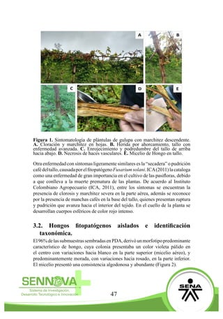 47
	
Figura 1. Sintomatología de plántulas de gulupa con marchitez descendente.
A. Cloración y marchitez en hojas. B. Herida por ahorcamiento, tallo con
enfermedad avanzada. C. Enrojecimiento y podredumbre del tallo de arriba
hacia abajo. D. Necrosis de haces vasculares. E. Micelio de Hongo en tallo.
Otra enfermedad con síntomas ligeramente similares es la “secadera” o pudrición
cafédeltallo,causadaporelfitopatógenoFusariumsolani.ICA(2011)lacataloga
como una enfermedad de gran importancia en el cultivo de las pasifloras, debido
a que conlleva a la muerte prematura de las plantas. De acuerdo al Instituto
Colombiano Agropecuario (ICA, 2011), entre los síntomas se encuentran la
presencia de clorosis y marchitez severa en la parte aérea, además se reconoce
por la presencia de manchas cafés en la base del tallo, quienes presentan ruptura
y pudrición que avanza hacia el interior del tejido. En el cuello de la planta se
desarrollan cuerpos esféricos de color rojo intenso.
3.2. Hongos fitopatógenos aislados e identificación
taxonómica.
El96%delassubmuestrassembradasenPDA,derivóunmorfotipopredominante
característico de hongo, cuya colonia presentaba un color violeta pálido en
el centro con variaciones hacia blanco en la parte superior (micelio aéreo), y
predominantemente morada, con variaciones hacia rosado, en la parte inferior.
El micelio presentó una consistencia algodonosa y abundante (Figura 2).
 