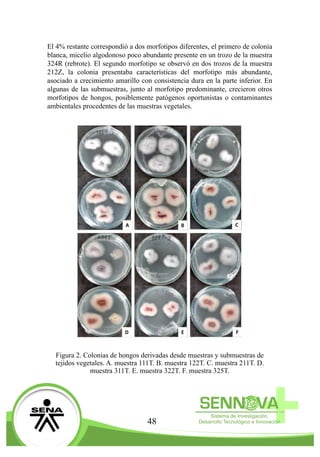 48
El 4% restante correspondió a dos morfotipos diferentes, el primero de colonia
blanca, micelio algodonoso poco abundante presente en un trozo de la muestra
324R (rebrote). El segundo morfotipo se observó en dos trozos de la muestra
212Z, la colonia presentaba características del morfotipo más abundante,
asociado a crecimiento amarillo con consistencia dura en la parte inferior. En
algunas de las submuestras, junto al morfotipo predominante, crecieron otros
morfotipos de hongos, posiblemente patógenos oportunistas o contaminantes
ambientales procedentes de las muestras vegetales.
Figura 2. Colonias de hongos derivadas desde muestras y submuestras de
tejidos vegetales. A. muestra 111T. B. muestra 122T. C. muestra 211T. D.
muestra 311T. E. muestra 322T. F. muestra 325T.
 