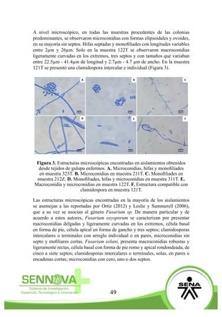 49
A nivel microscópico, en todas las muestras procedentes de las colonias
predominantes, se observaron microconidias con formas elipsoidales y ovoides,
en su mayoría sin septos. Hifas septadas y monofiliades con longitudes variables
entre 2µm y 26µm. Solo en la muestra 122T se observaron macroconidias
ligeramente curvadas en los extremos, tres septos y con tamaños que variaban
entre 22.5µm - 41.4µm de longitud y 2.7µm - 4.7 µm de ancho. En la muestra
121T se presentó una clamidospora intercalar e individual (Figura 3).
Figura 3. Estructuras microscópicas encontradas en aislamientos obtenidos
desde tejidos de gulupa enfermos. A. Microconidias, hifas y monofiliades
en muestra 323T. B. Microconidias en muestra 211T. C. Monofiliades en
muestra 212Z. D. Monofiliades, hifas y microconidias en muestra 311T. E.
Macroconidia y microconidias en muestra 122T. F. Estructura compatible con
clamidospora en muestra 121T.
Las estructuras microscópicas encontradas en la mayoría de los aislamientos
se asemejan a las reportadas por Ortiz (2012) y Leslie y Summerell (2006),
que a su vez se asocian al género Fusarium sp. De manera particular y de
acuerdo a estos autores, Fusarium oxysporum se caracterizan por presentar
macroconidias delgadas y ligeramente curvadas en los extremos, célula basal
en forma de pie, célula apical en forma de gancho y tres septos; clamidosporas
intercalares o terminales con arreglo individual o en pares, microconidias sin
septo y mofiliares cortas. Fusarium solani, presenta macroconidias robustas y
ligeramente rectas, célula basal con forma de pie romo y apical rondondeada, de
cinco a siete septos; clamidosporas intercalares o terminales, solas, en pares o
encadenas cortas; microconidias con cero, uno o dos septos.
 