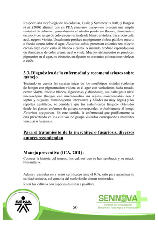 50
Respecto a la morfología de las colonias, Leslie y Summerell (2006) y Burgess
et al. (2008) afirman que en PDA Fusarium oxysporum presenta una amplia
variedad de colonias; generalmente el micelio puede ser flocoso, abundante o
escaso, y con rango de colores que varían desde blanco a violeta. Esclerocio café,
azul, negro o violeta. Usualmente produce un pigmento violeta pálido u oscuro,
o fucsia oscuro sobre el agar. Fusarium solani presentan colonias con micelio
escaso cuyo color varía de blanco a crema. A menudo produce esporodoquios
en abundancia de color crema, azul o verde. Muchos aislamientos no producen
pigmentos en el agar, no obstante, en algunos se presentan coloraciones violetas
o cafés.
3.3. Diagnóstico de la enfermedad y recomendaciones sobre
manejo
Teniendo en cuenta las características de los morfotipos aislados (colonias
de hongos con pigmentación violeta en el agar con variaciones hacia rosado,
centro violeta, micelio blanco, algodonoso y abundante), los hallazgos a nivel
microscópico (hongos con microconidias sin septos, macroconidias con 3
septos y delgadas, clamidosporas intercalares y filiades no muy largas) y los
reportes científicos, se considera que los aislamientos fúngicos obtenidos
desde las plantas enfermas de gulupa, corresponden probablemente al hongo
Fusarium oxysporum. En este sentido, la enfermedad que posiblemente se
está presentando en los cultivos de gulupa visitados corresponde a marchitez
vascular o fusariosis.
Para el tratamiento de la marchitez o fusariosis, diversos
autores recomiendan
Manejo preventivo (ICA, 2011):
Conocer la historia del terreno, los cultivos que se han sembrado y su estado
fitosanitario.
Adquirir plántulas en viveros certificados ante el ICA, esto para garantizar su
calidad sanitaria, así como la del suelo donde vienen sembradas.
Rotar los cultivos con especies distintas a pasiflora
 