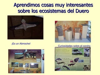 Aprendimos cosas muy interesantes sobre los ecosistemas del Duero Curiosidades sobre el corcho ¡Es un Alimoche! 