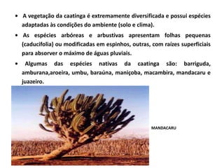 7 biomas brasileiros