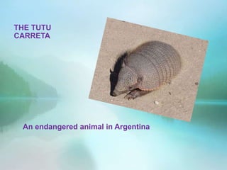 THE TUTU
CARRETA




 An endangered animal in Argentina
 